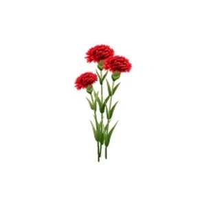 Red Carnations